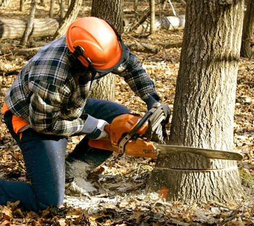 Tree Removal in Groveland, IL